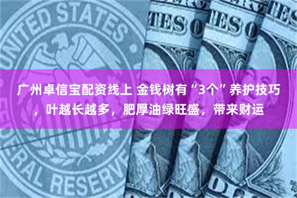 广州卓信宝配资线上 金钱树有“3个”养护技巧，叶越长越多，肥厚油绿旺盛，带来财运