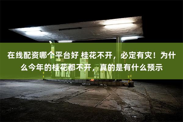 在线配资哪个平台好 桂花不开，必定有灾！为什么今年的桂花都不开，真的是有什么预示